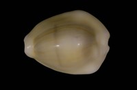 藏品(黃寶螺)的圖片